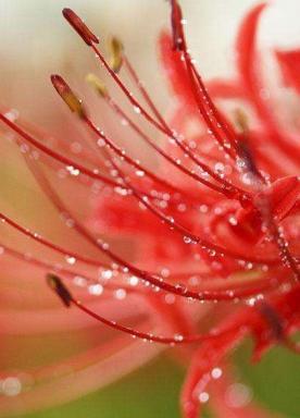 Virtuous other side flower
